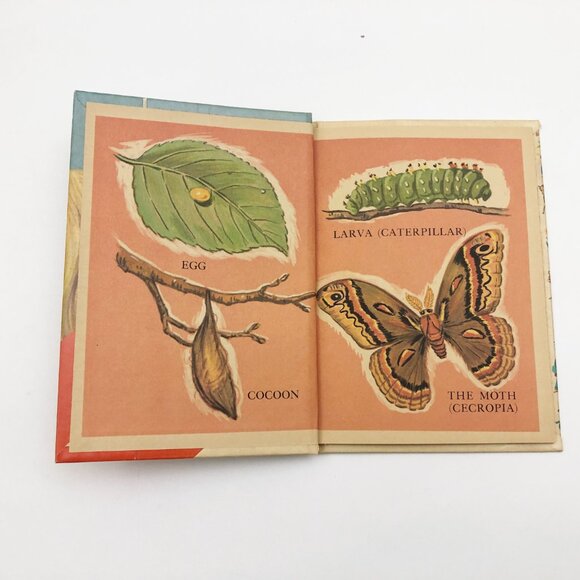 A Moth is Born by Herbert Walker 1967 Hardback - Picture 5 of 8